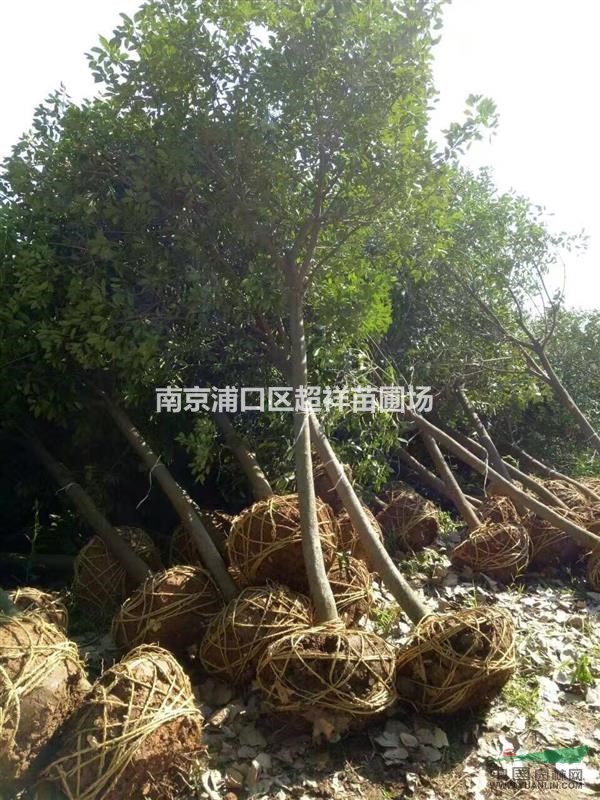 石楠價(jià)格_石楠批發(fā)價(jià)格_石楠參考價(jià)格