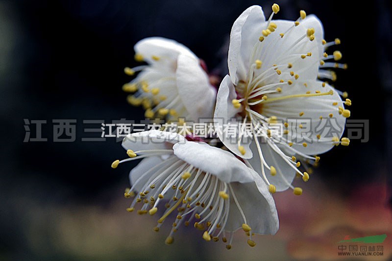 三輪玉碟梅 梅花苗、梅花小苗