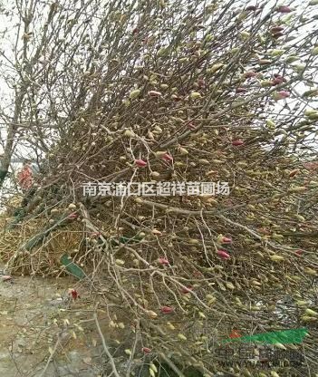 紅玉蘭價格，紅玉蘭哪里最便宜