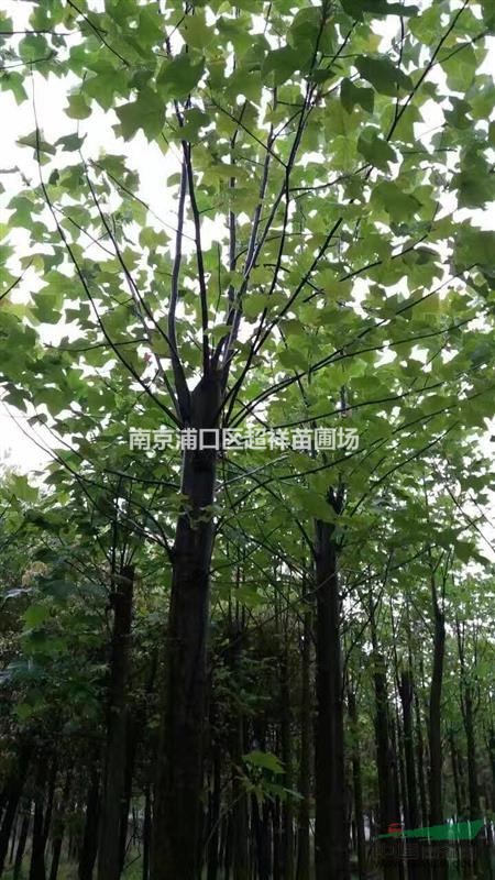 馬灌木價(jià)格_馬灌木最新報(bào)價(jià)