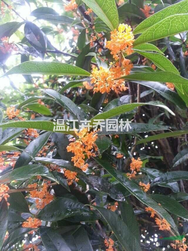 供應10至12公分四川高桿丹桂、早紅丹桂、柳葉丹桂、朱砂丹桂
