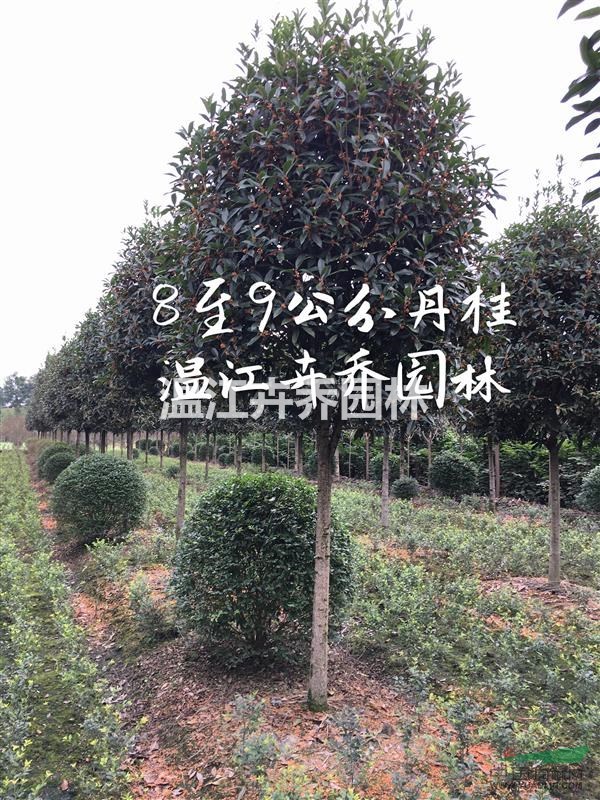 供應10至12公分四川高桿丹桂、早紅丹桂、柳葉丹桂、朱砂丹桂