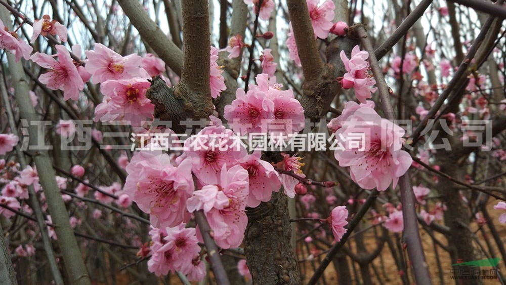 紅葉美人梅 梅花樹、梅花基地