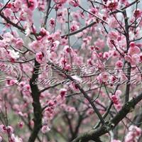 紅葉美人梅 梅花樹、梅花基地