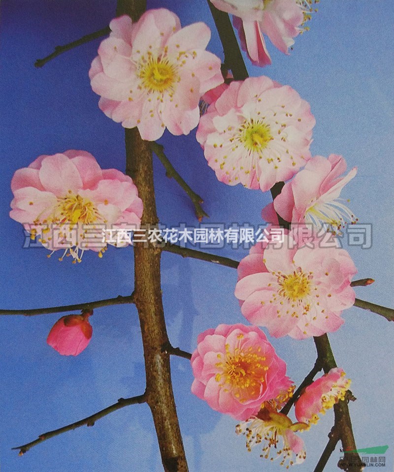 粉皮垂枝梅 梅花樹(shù)、梅花基地