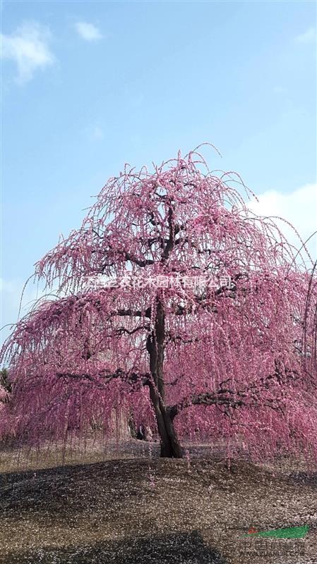 粉皮垂枝梅 梅花樹(shù)、梅花基地