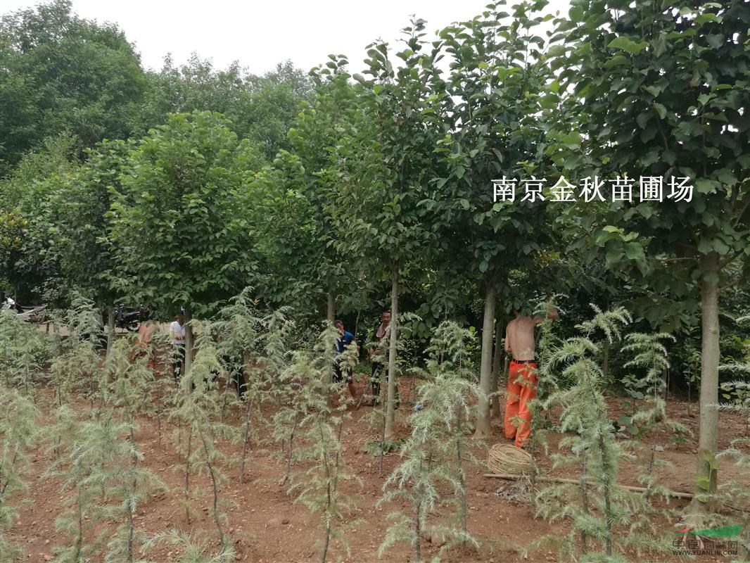4公分15公分白玉蘭是什么價格