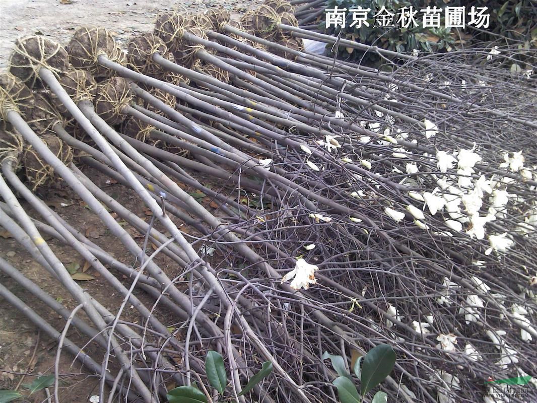4公分15公分白玉蘭是什么價格