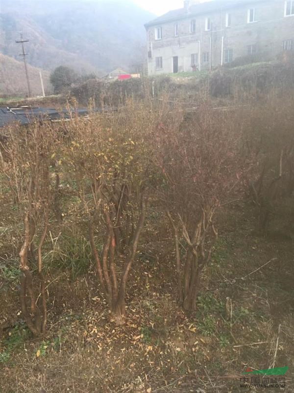 移栽五年的映山紅