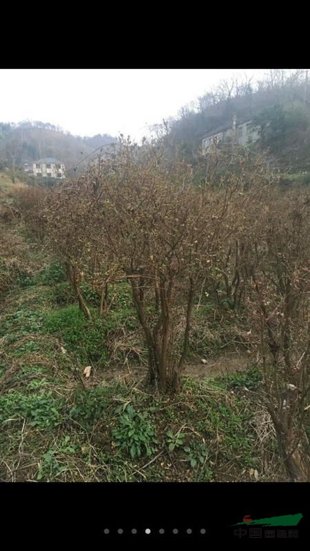 移栽五年的映山紅