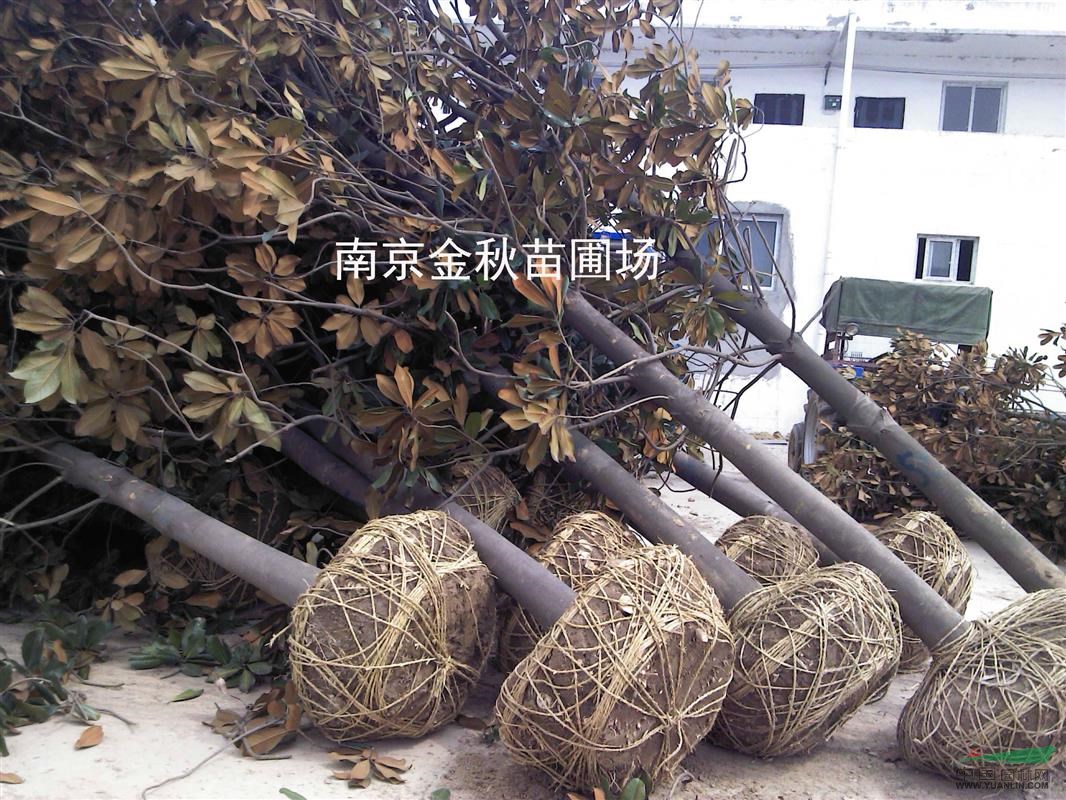10公分、12公分廣玉蘭南京地區(qū)要多少錢