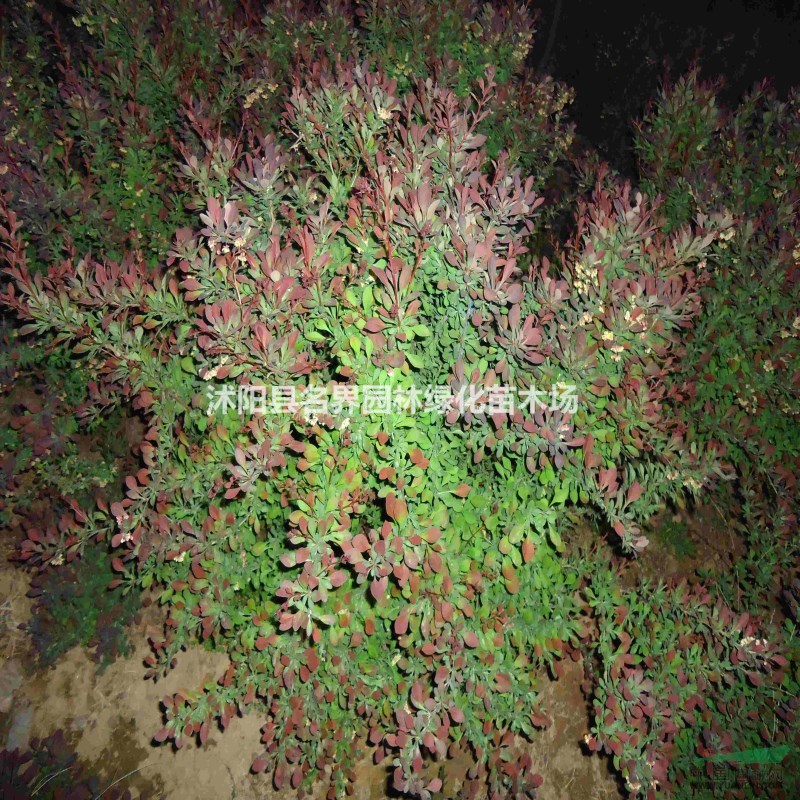 直銷紫葉小檗球 產(chǎn)地供應紫葉小檗球 