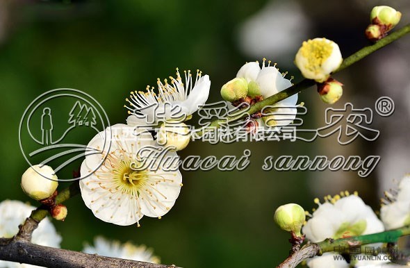 變綠萼梅 梅花苗、梅花樹(shù)