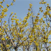 實生臘梅 梅花小苗、梅花基地