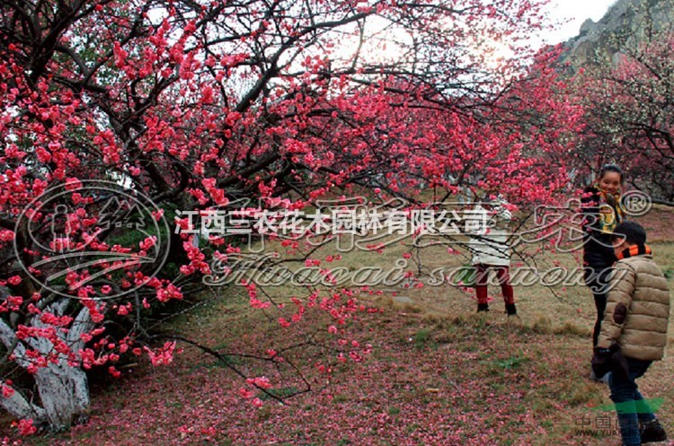 骨紅朱砂梅 淮南梅花苗、淮南梅花基地