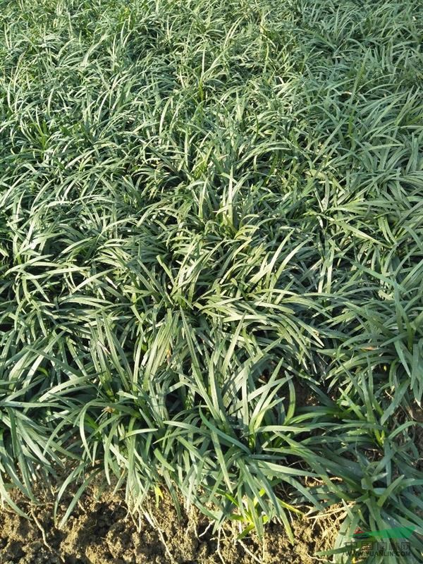 馬尼拉草，草塊，草卷。玉龍草