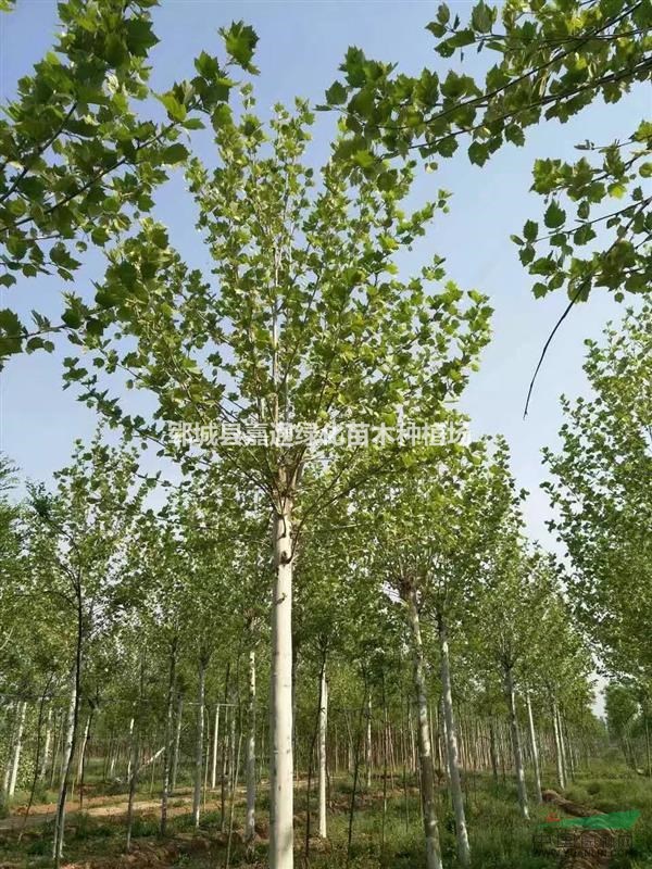  山東15-30公分法桐，法桐生長(zhǎng)迅速,樹(shù)冠很大 樹(shù)形優(yōu)美