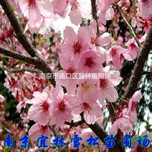 櫻花價格|南京櫻花價格|晚櫻價格|3-15公分櫻花價格