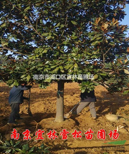 廣玉蘭價格|移植廣玉蘭價格|耐寒廣玉蘭價格