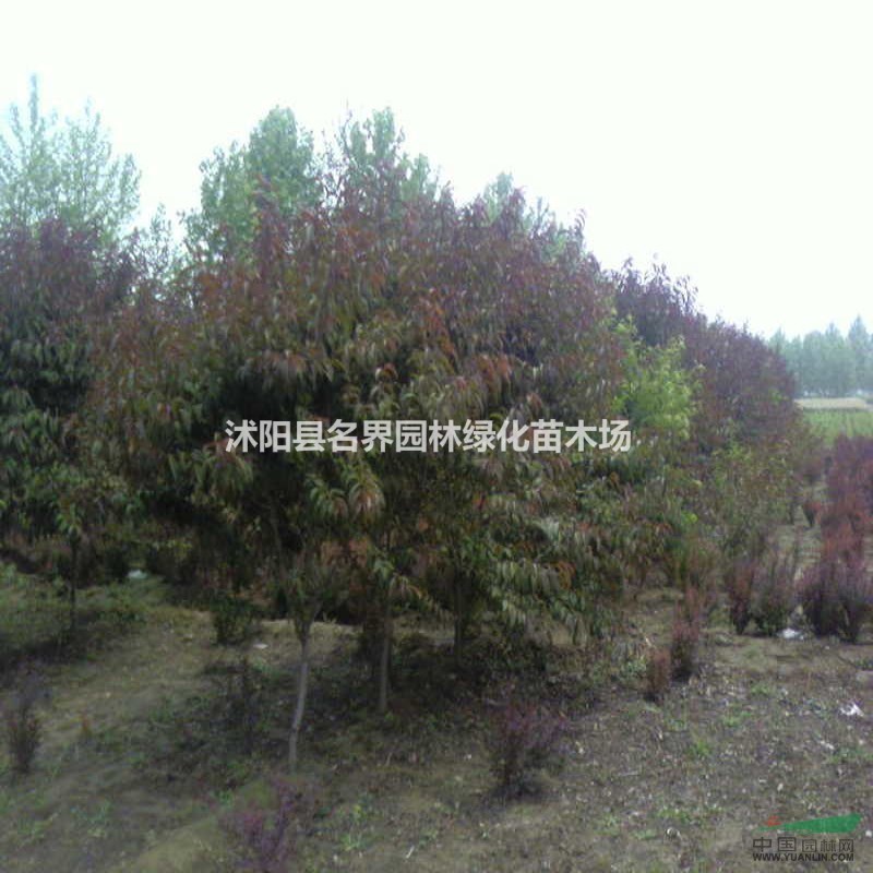 供應(yīng)碧桃、碧桃小苗