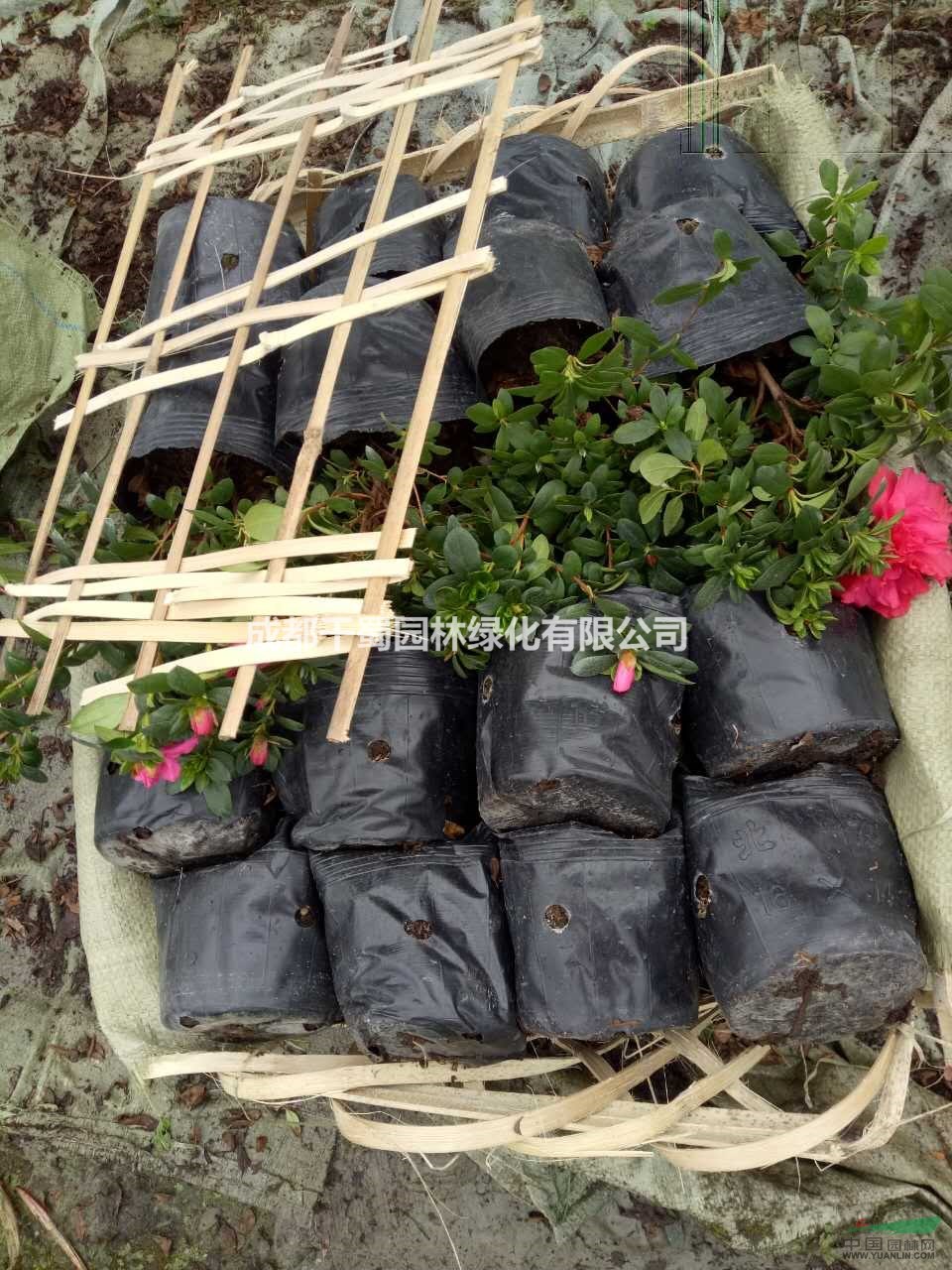 直銷湖南的西洋鵑.常年發(fā)往湖南的西洋鵑出售.20公分高西洋鵑