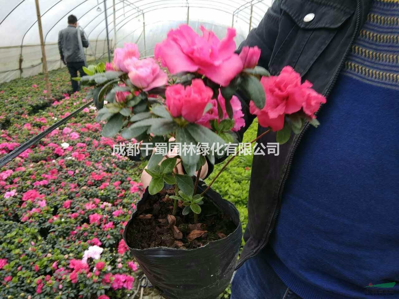 直銷湖南的西洋鵑.常年發(fā)往湖南的西洋鵑出售.20公分高西洋鵑
