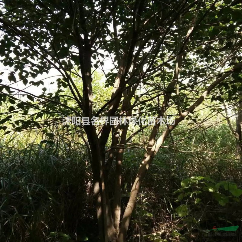 供應(yīng)大葉女貞、大葉女貞小苗