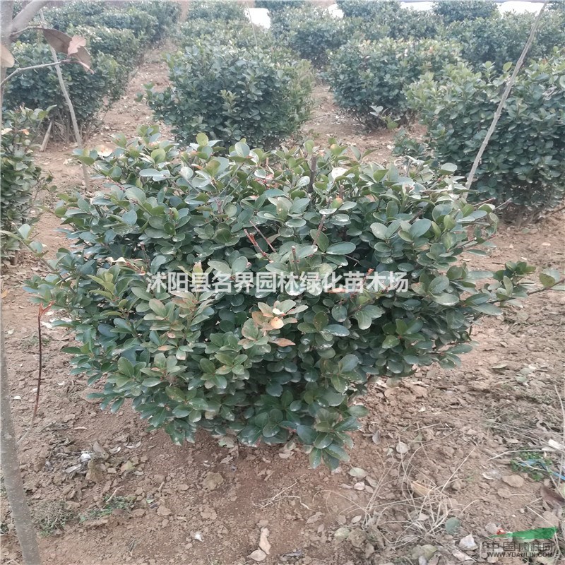 大葉黃楊球的栽培技術
