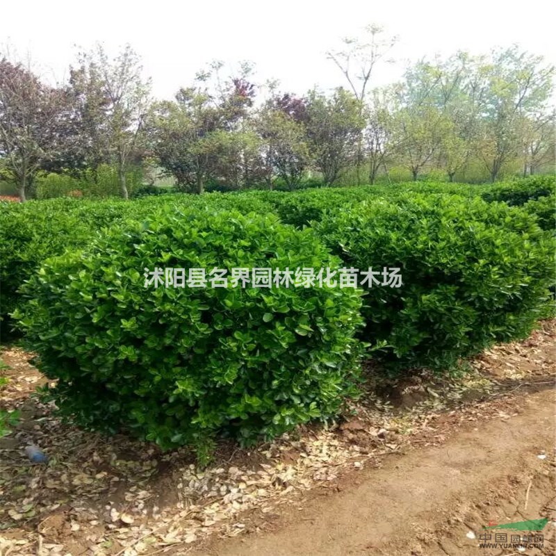 大葉黃楊球的栽培技術
