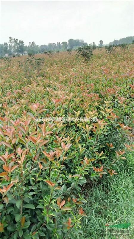 紅葉石楠毛球色塊2年苗