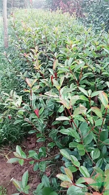 紅葉石楠毛球色塊2年苗