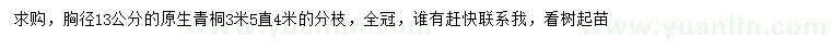 求購胸徑13公分青桐