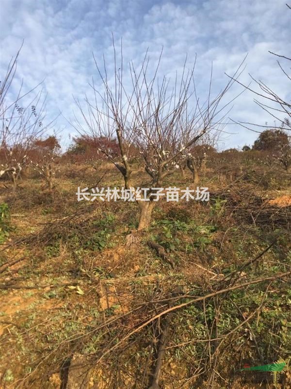 浙江长兴提供大量现货美人梅