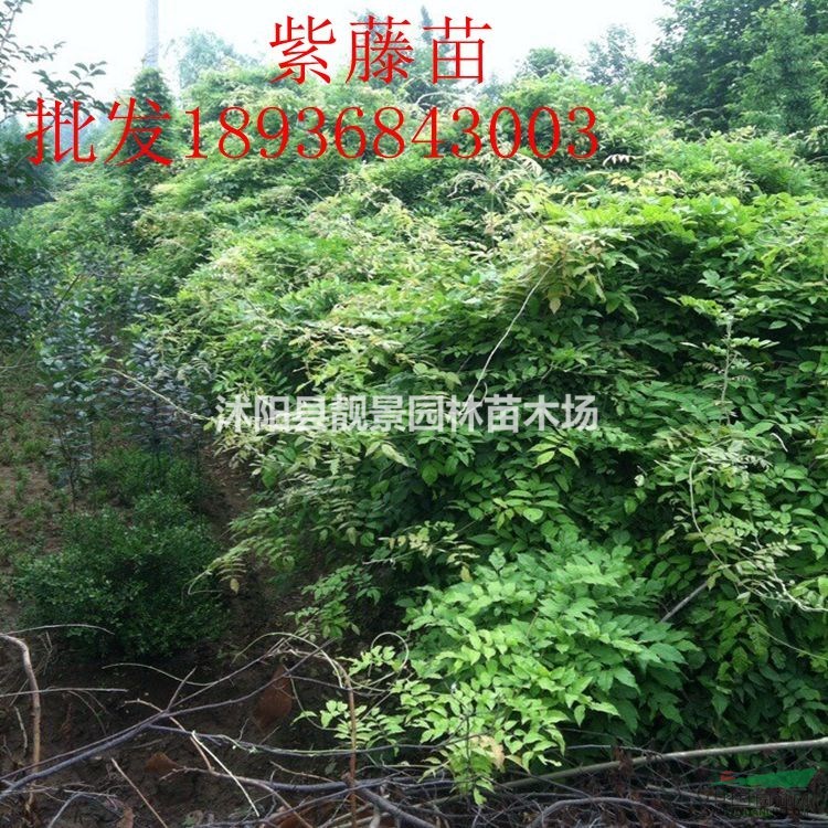 紫藤2公分多少钱一棵,紫藤1.5米高多少钱一株,紫藤哪里有卖