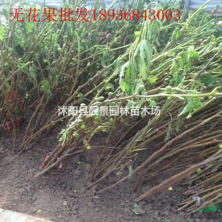 无花果多少钱一株,无花果苗哪里有卖,无花果产地哪里?