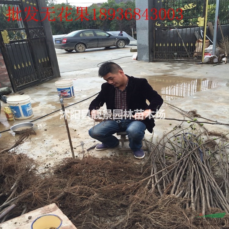 无花果多少钱一株,无花果苗哪里有卖,无花果产地哪里?