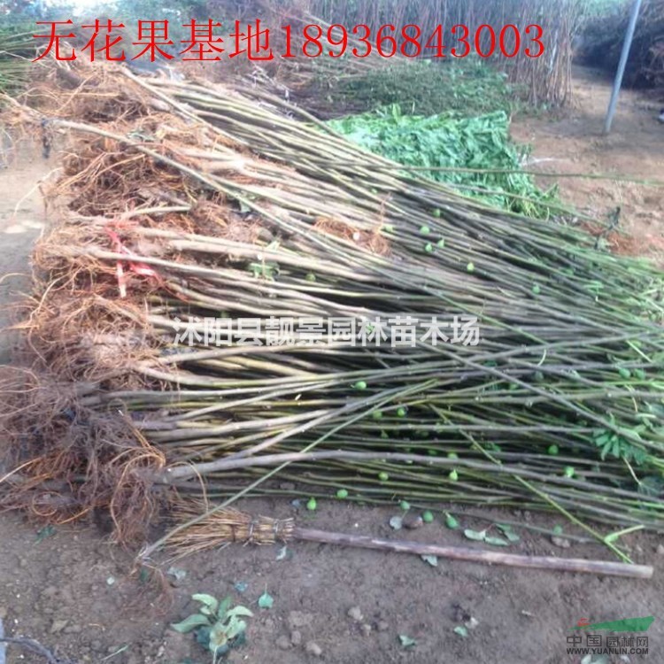 无花果多少钱一株,无花果苗哪里有卖,无花果产地哪里?