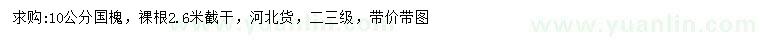 求購(gòu)10公分國(guó)槐