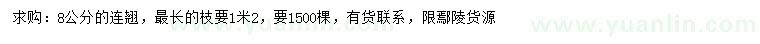 求購8公分連翹