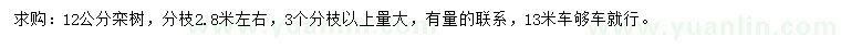 求購12公分欒樹