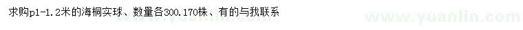 求購冠幅1-1.2米海桐實(shí)球