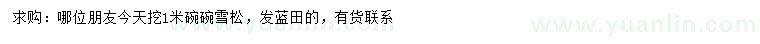 求購1米雪松