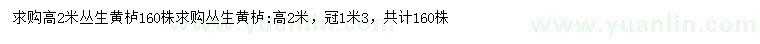 求購高2米叢生黃櫨