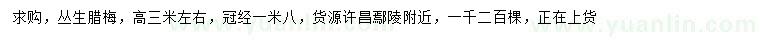 求購高3米左右叢生臘梅