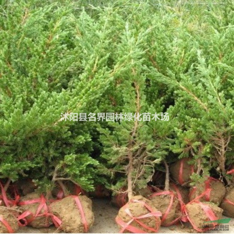 地柏怎樣進行養(yǎng)護管理