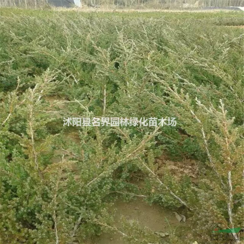 地柏怎樣進行養(yǎng)護管理
