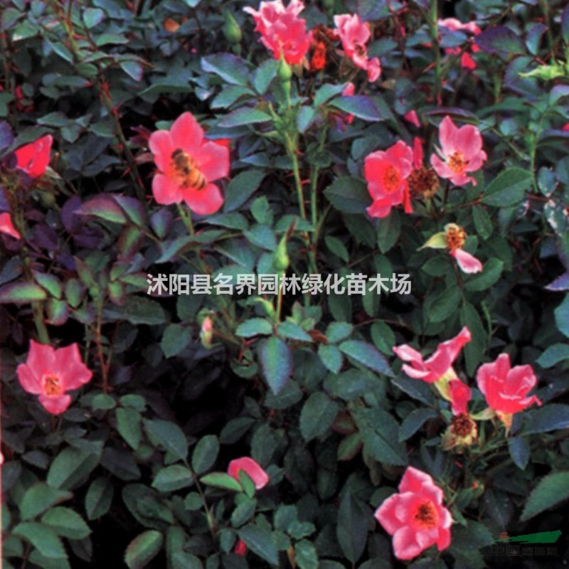 地被月季常見(jiàn)病害及防治