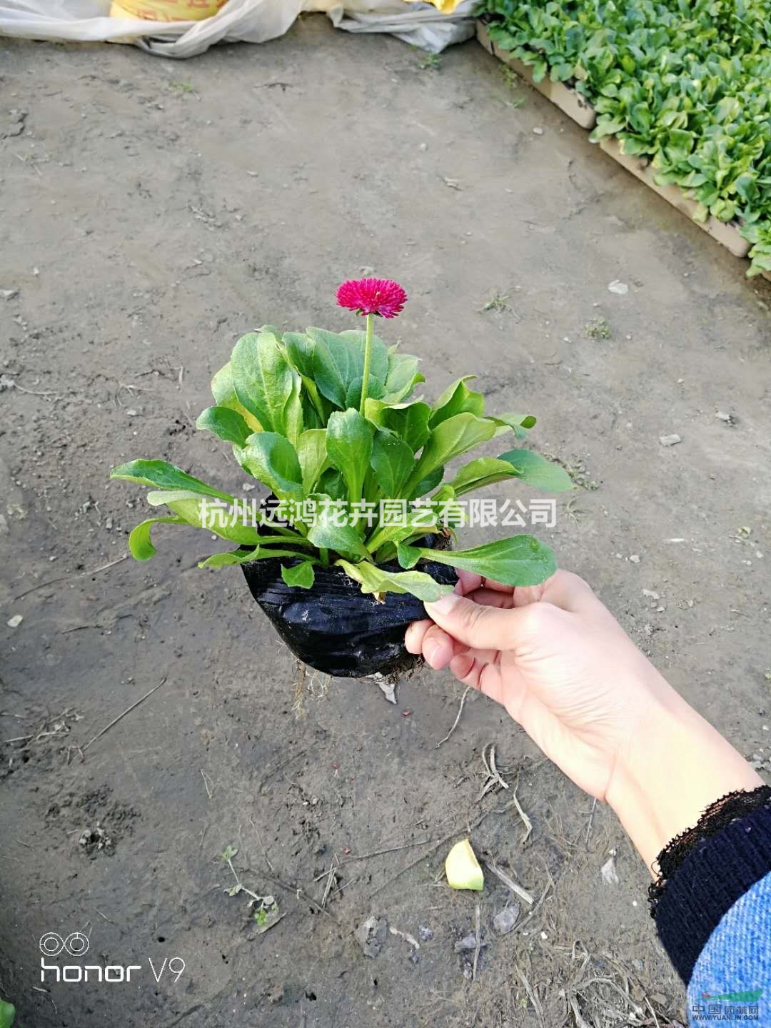 杭州蕭山自有基地自產(chǎn)自銷(xiāo) 雛菊