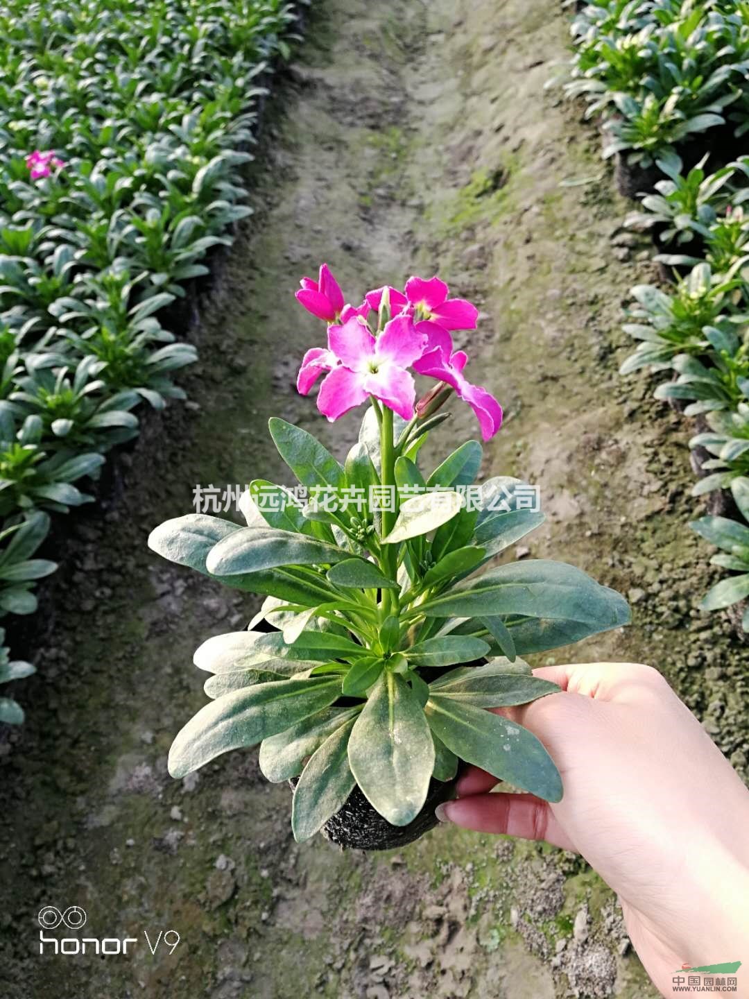 杭州蕭山自有基地自產(chǎn)自銷 紫羅蘭