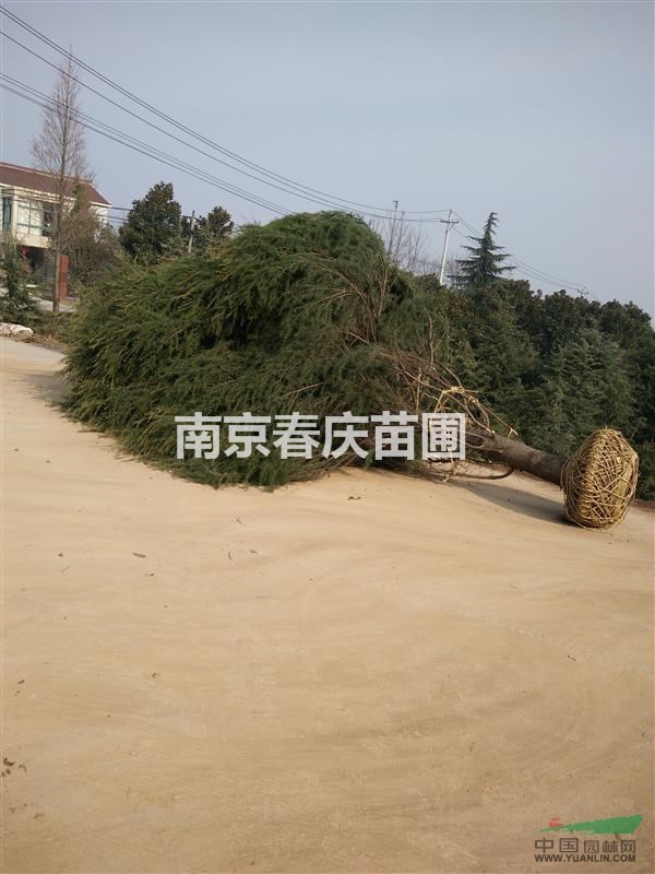 2米雪松價格 2米雪松樹苗價格